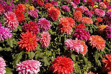 《Den of Wolves》无需队友语音交流也能完成任务