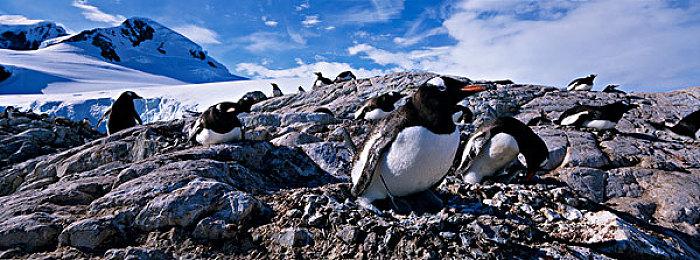 《宝可梦：晶灿钻石／明亮珍珠》终极预告 出发去冒险